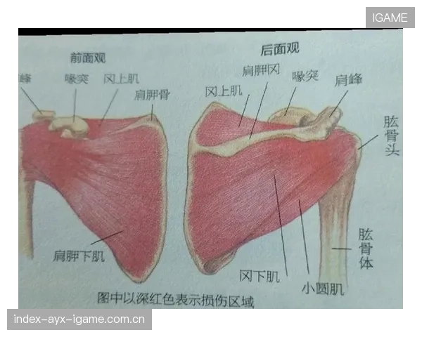 肩膀肌腱伤病：两人都经历过的“痛点”，如何快速恢复？